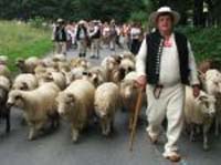Hirte mit Schafen