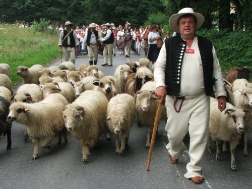 Hirte mit Schafen